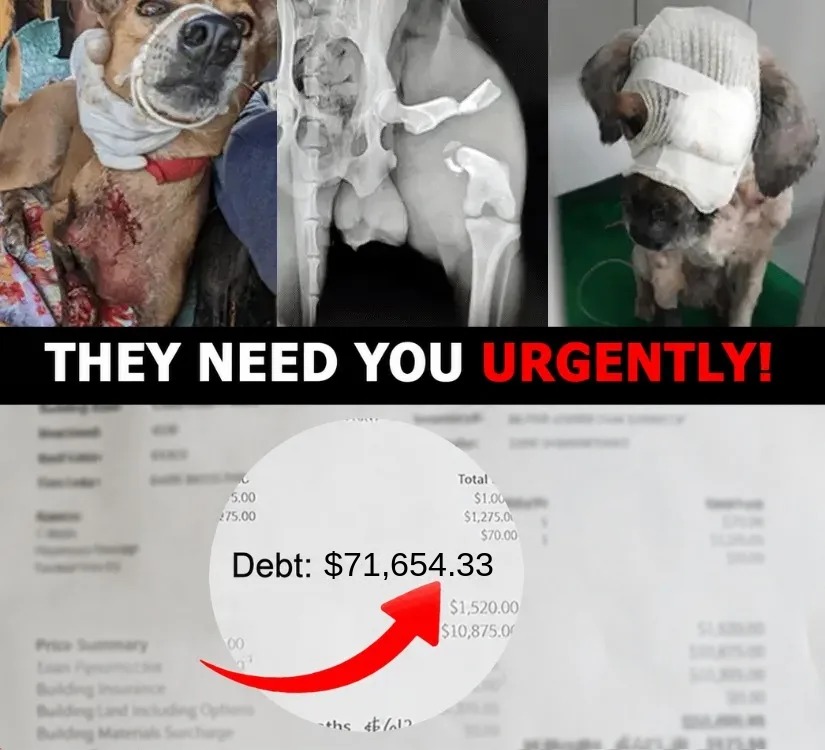 Rescue Debts